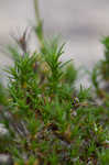 Pine barren stitchwort